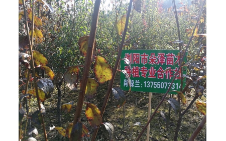 湖南華苑苗木基地實拍6